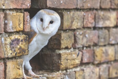 Barn Owl Looking Out of a Hole in a Wall